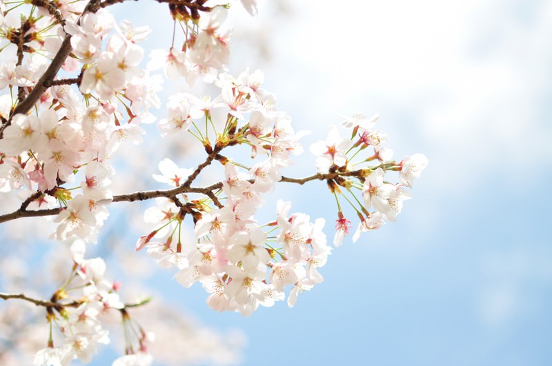 桜と空